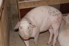 Без названия.jpg