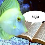 беда.jpg