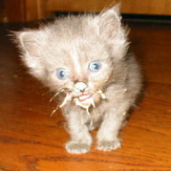 Обнухался сметан