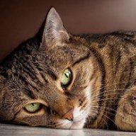 Генри Васильевич