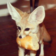 Александр Фенек