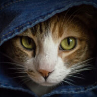 Максим_ Кот