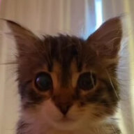 Кот Василий