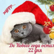 Mrcatmrcool