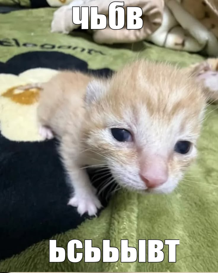 imagee4fd2682d3f8b450.png